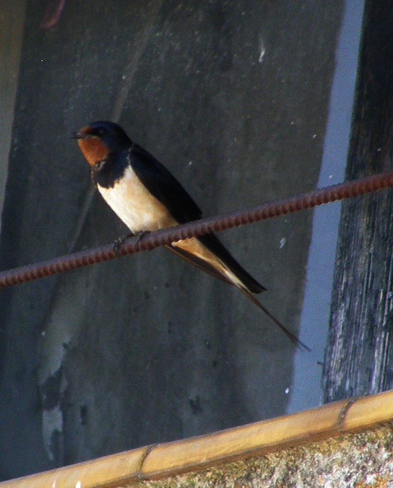 Golondrina