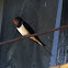 Golondrina