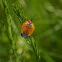 Tailed Net-winged Beetle