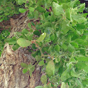 Mistletoe