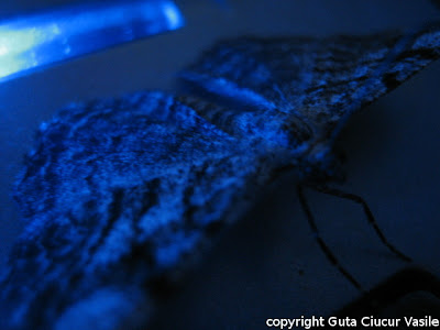 a nocturn visitor