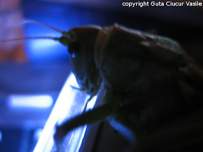 alien command center - my grasshopper