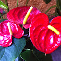 Anturio