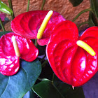 Anturio