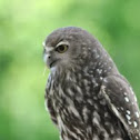 Barking Owl
