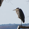 Great Blue Heron