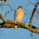 Cooper's Hawk