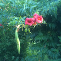 Trumpet vine