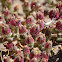 Ice Plant