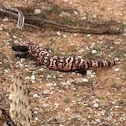 Gila Monster
