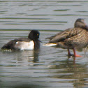 Tufted Duck