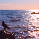 Gull