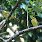 Yellow Honeyeater