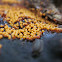 physarum psittacinum