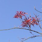 Cut leaf Maple