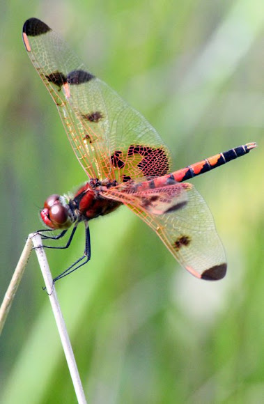 Spotting Image 1