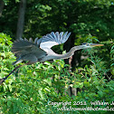 Great Blue Heron
