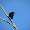 Common Grackle
