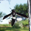 Four-toothed Mason Wasp