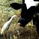 The Cattle Egret
