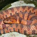 Midland Water Snake