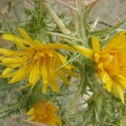 Spanish Oyster Thistle