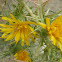 Spanish Oyster Thistle