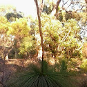Grass tree