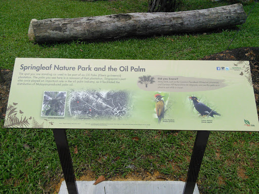 Oil Palm History 