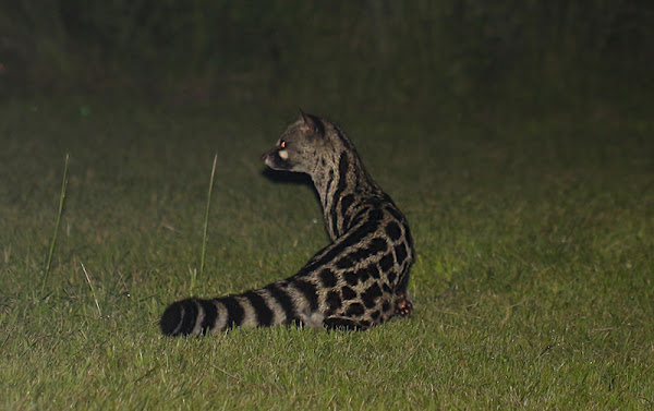 Large-spotted genet | Project Noah