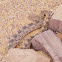 Saharan horned viper