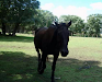 Vendo Caballo Oscuro Tapado Espectacular