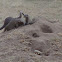 Banded mongoose