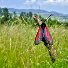 Zygaena sp