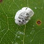 Gall forming psyllid