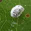 Gall forming psyllid