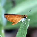 Least skipper
