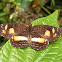 Narrow-banded Crescent