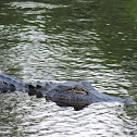 American Alligator