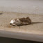 Olive-Shaded Bird-Dropping Moth
