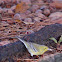 Pine Warbler