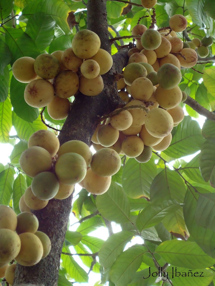 Lanzones