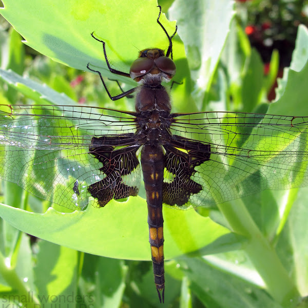Black Saddlebags Skimmer Project Noah