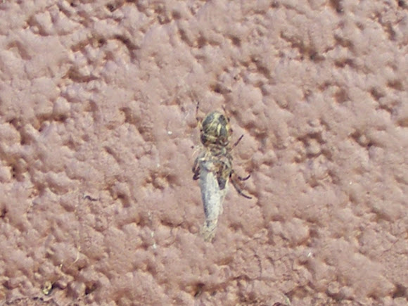 Spotting Image 1