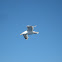 European Herring Gull