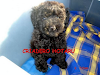 Cachorros De Caniches Toy Y Microtoy