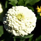 Marigold