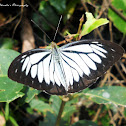 Common wanderer(Male)