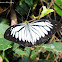Common wanderer(Male)