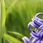 Hyacinth